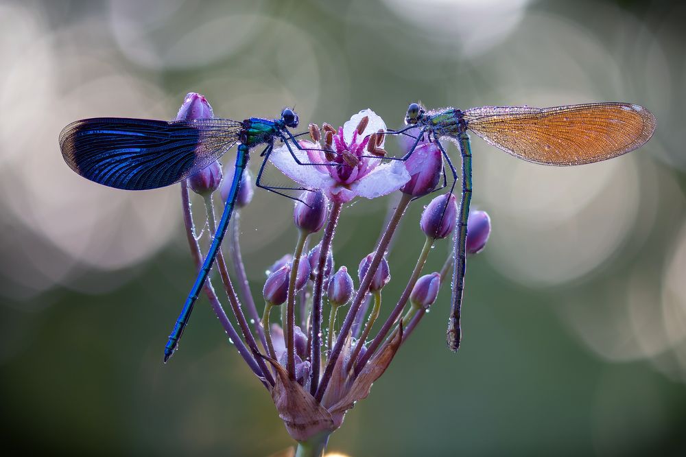Photograph by Кузнецов Дмитрий