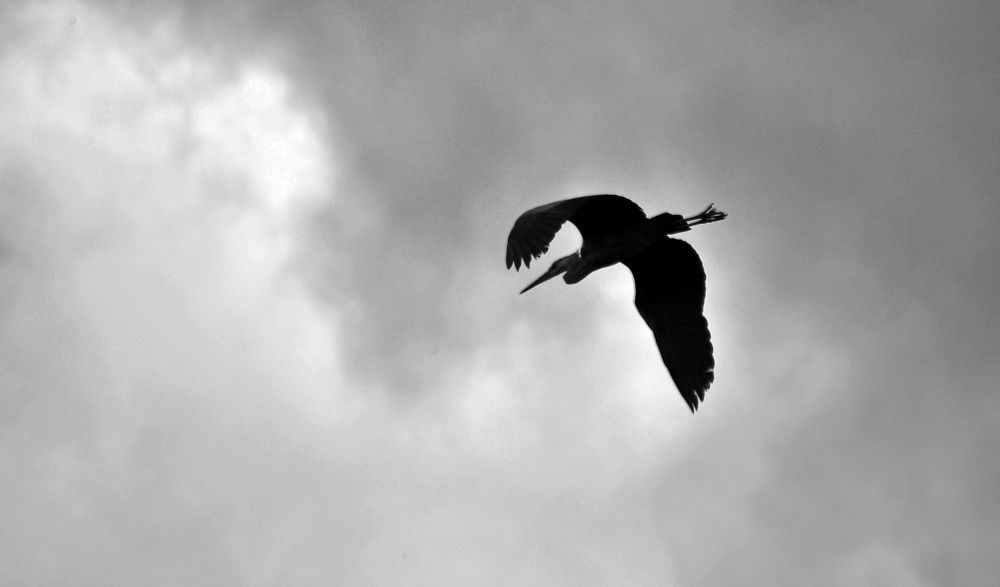 Фотография автора Антип