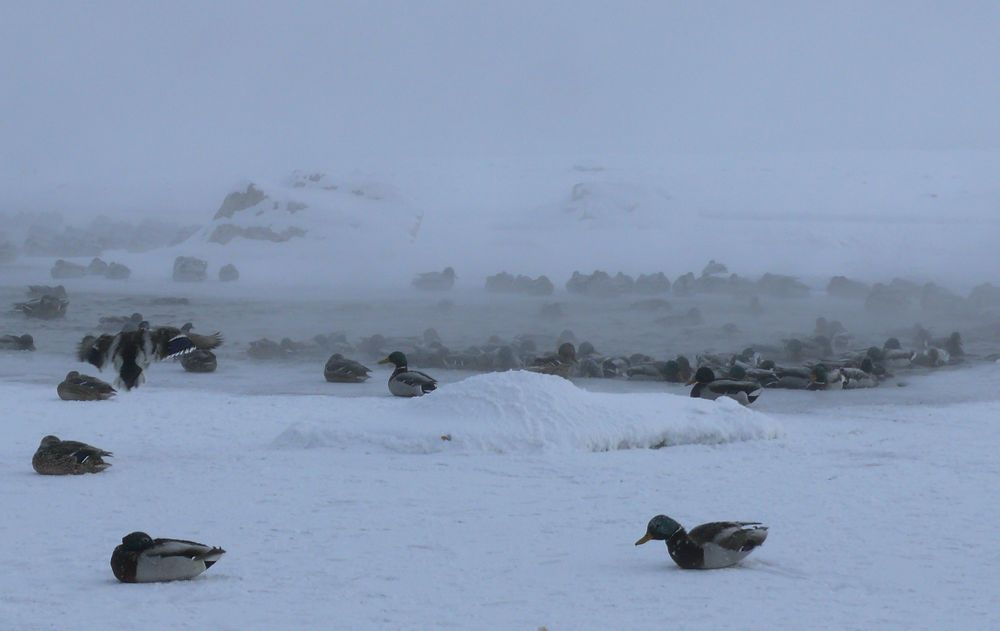 Photograph by Людмила Федорчак