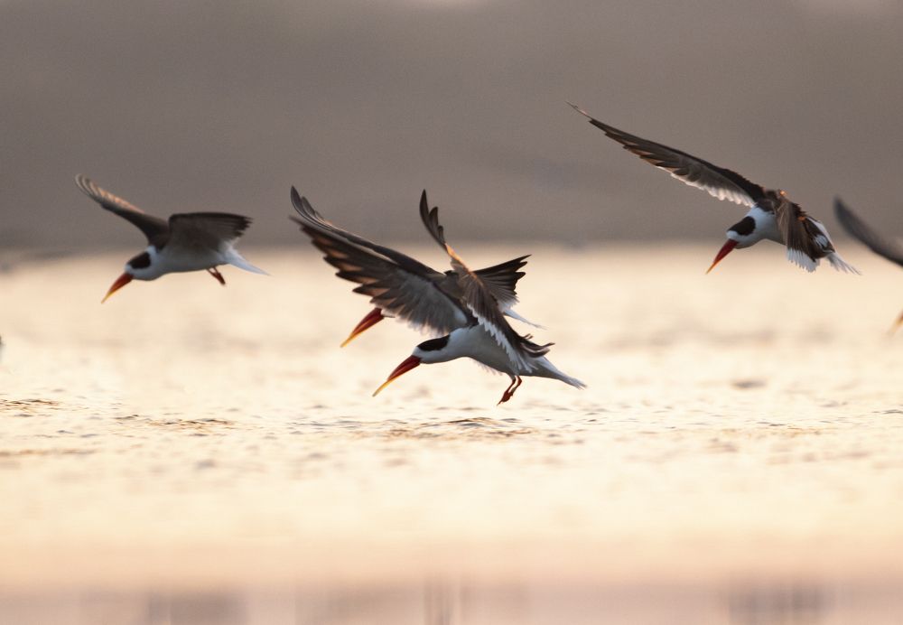 Фотография автора Bhavik Parekh