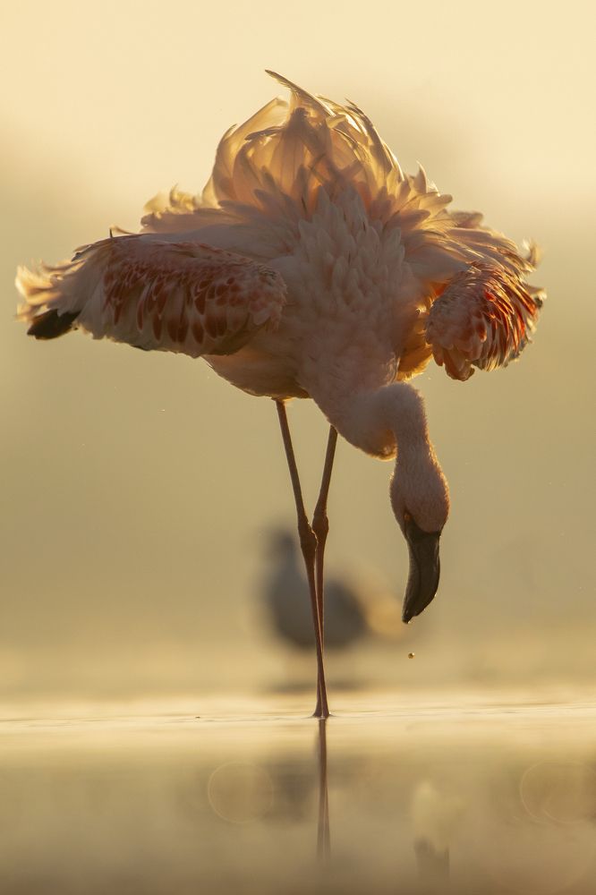 Фотография автора Bhavik Parekh