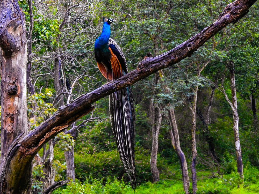 Photograph by Pragna Swaroop