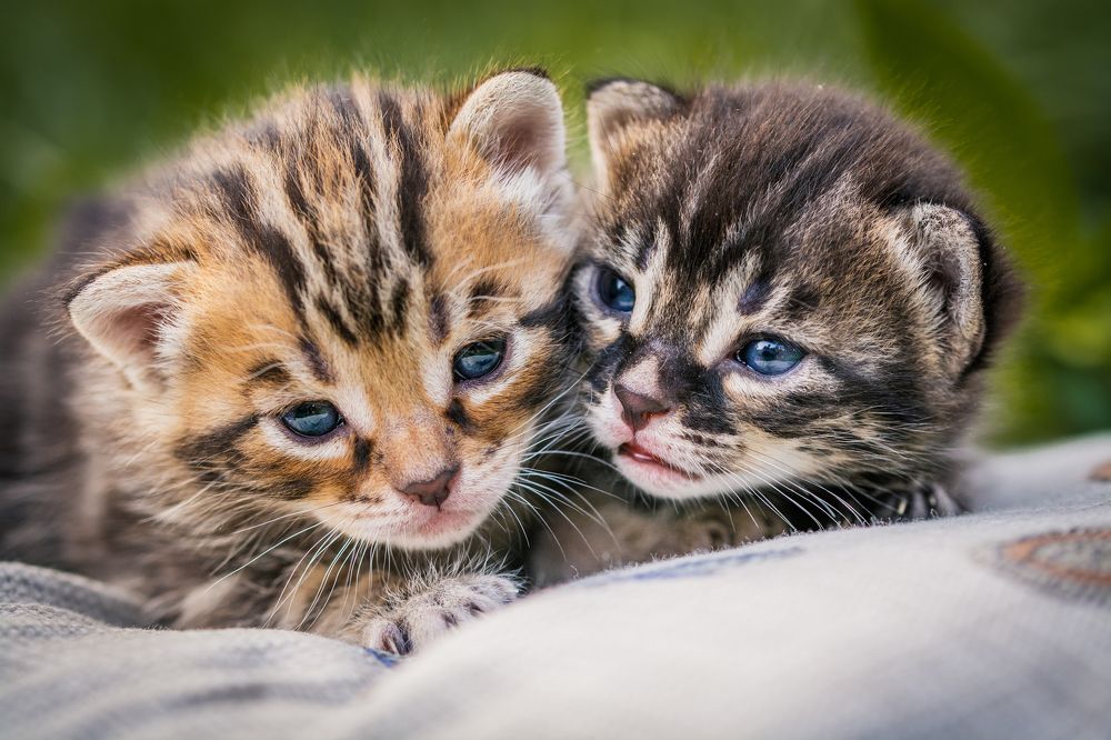 Фотография автора Анастасия Шахотская