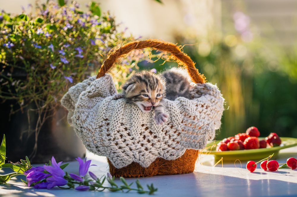 Фотография автора Анастасия Шахотская