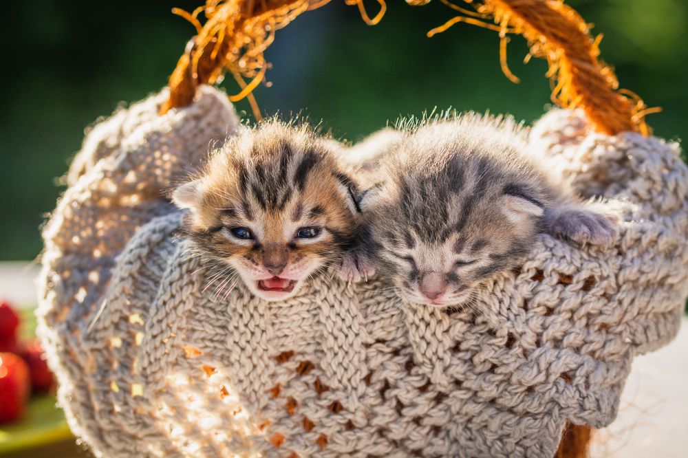 Фотография автора Анастасия Шахотская