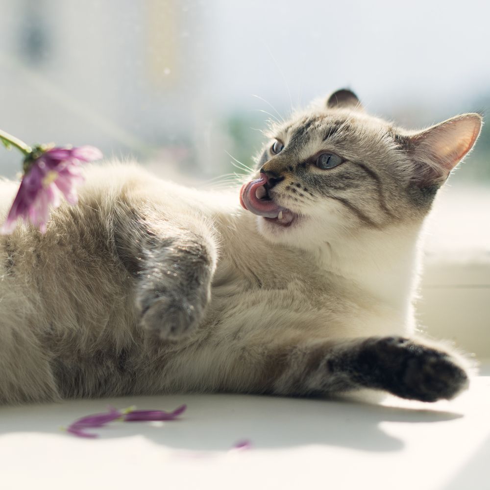 Фотография автора Анастасия Шахотская