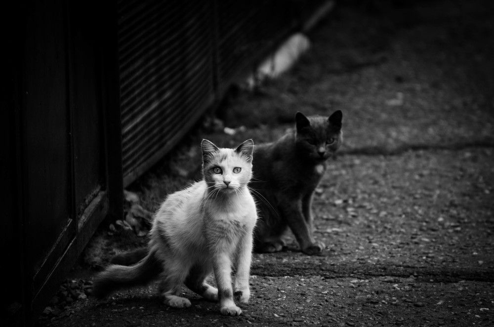 Photograph by Анастасия Кашенко