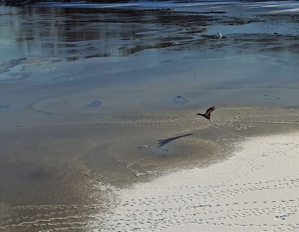 Photograph by Ruslanarar