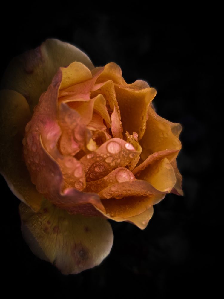 Photograph by Olga Royanova