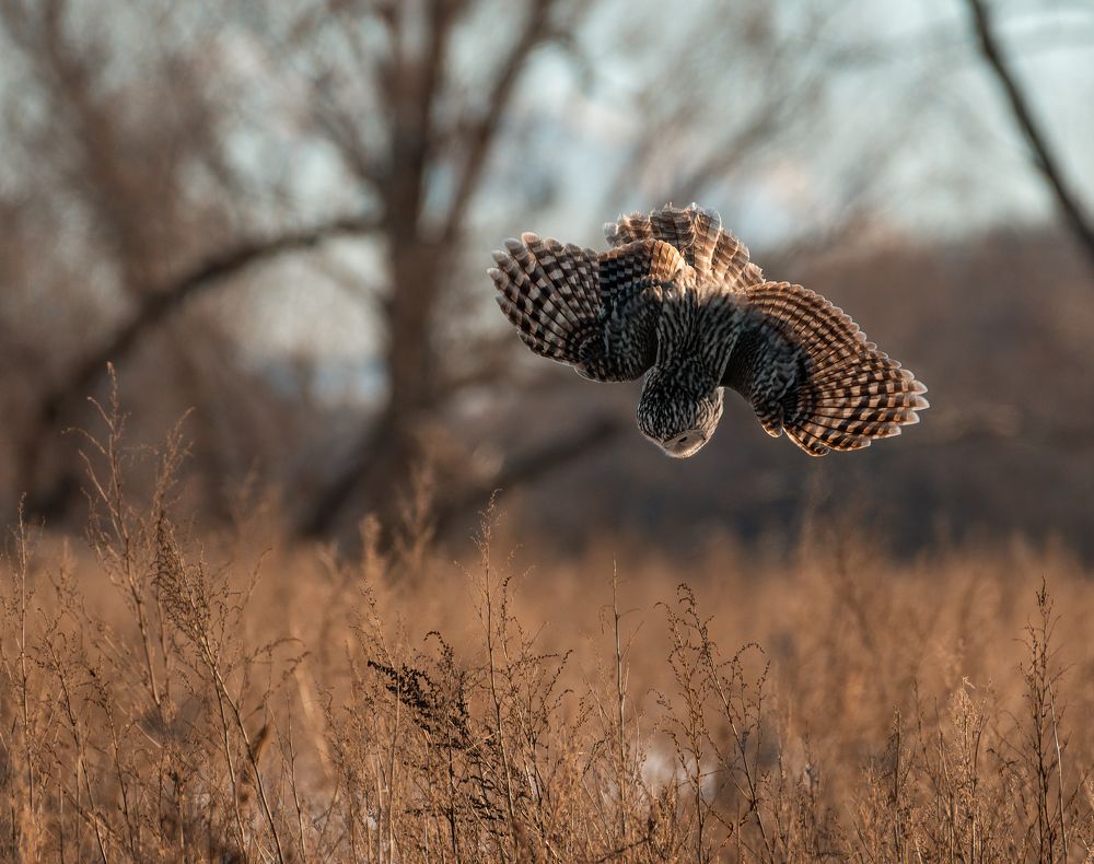 Последняя тень