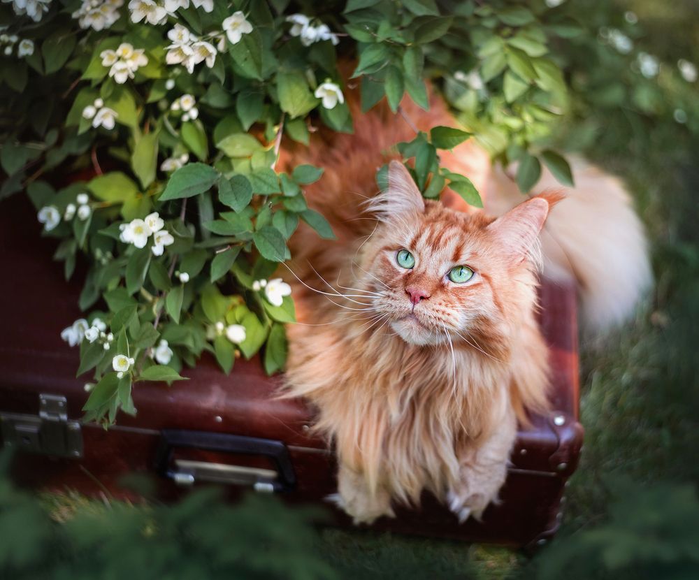 Зеленоглазка