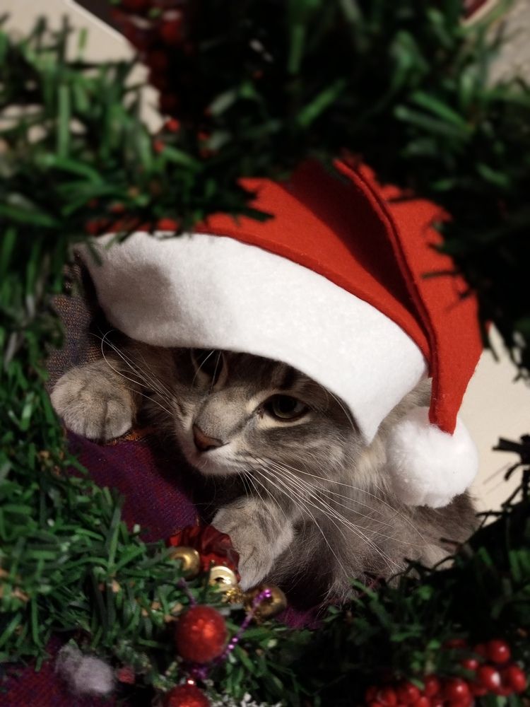 Photo #8696395