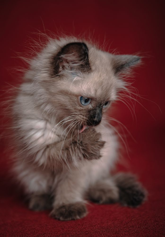 Photograph by Nicholas Art