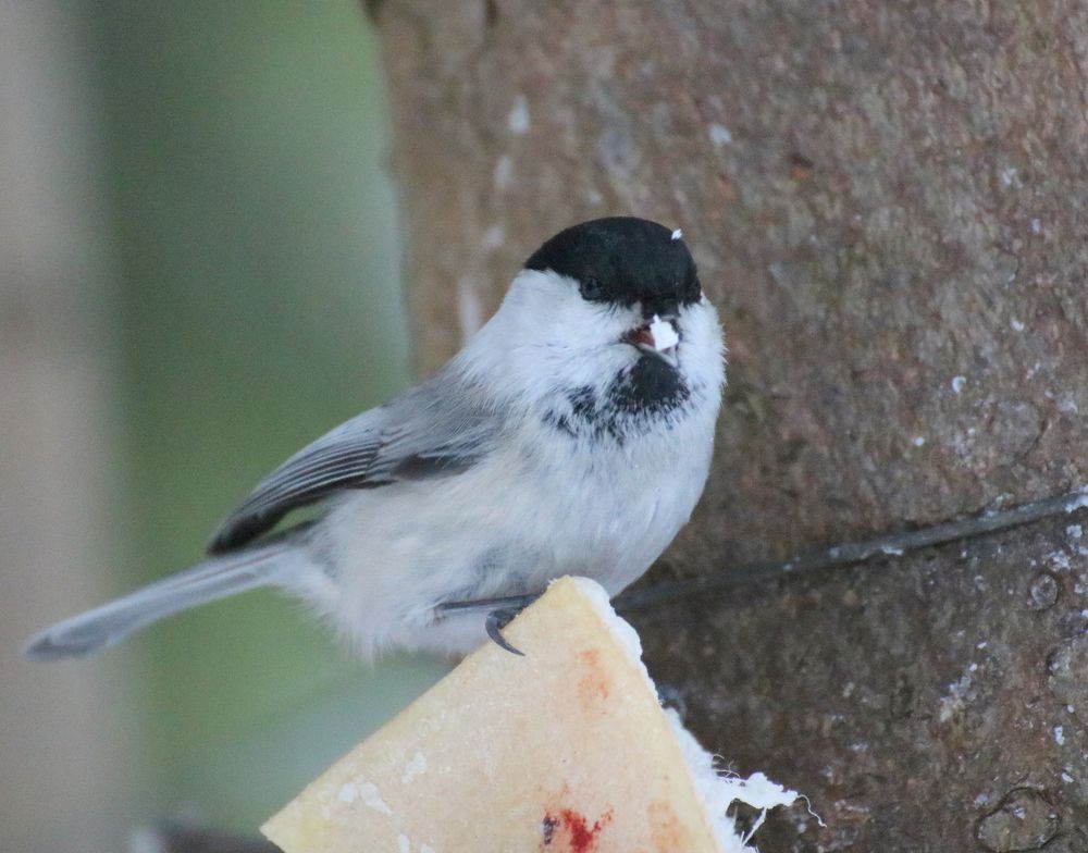 Photograph by Евгения Малафеева