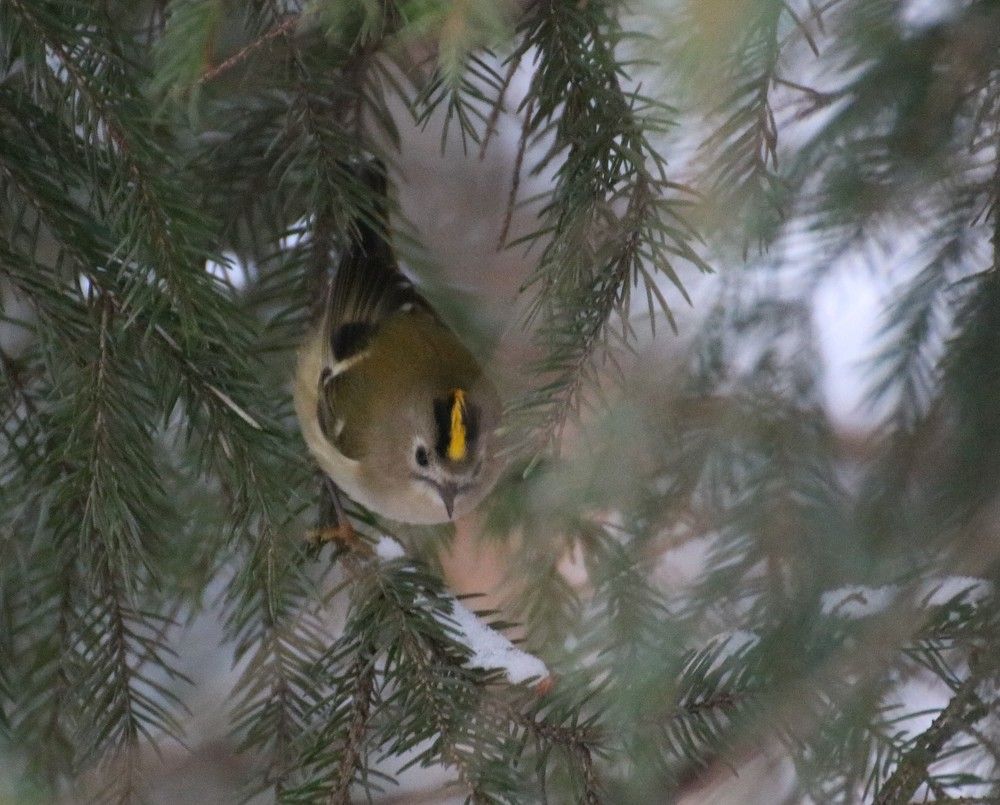 Photograph by Евгения Малафеева