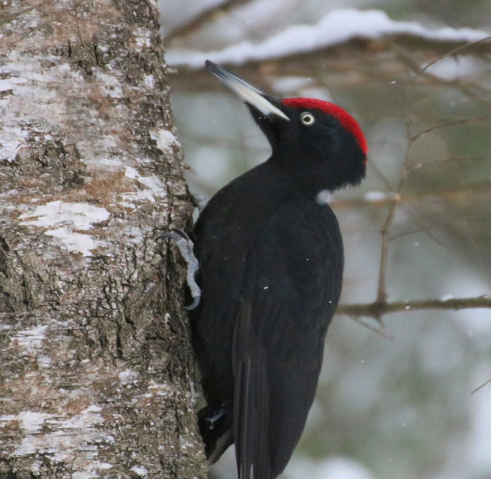 Photograph by Евгения Малафеева