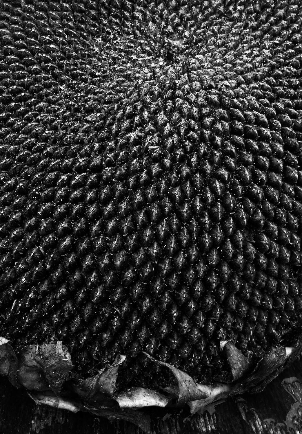 Photo #8696687