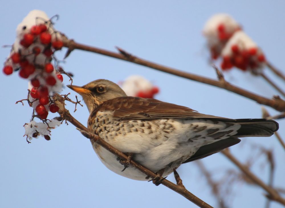 Photograph by Евгения Малафеева