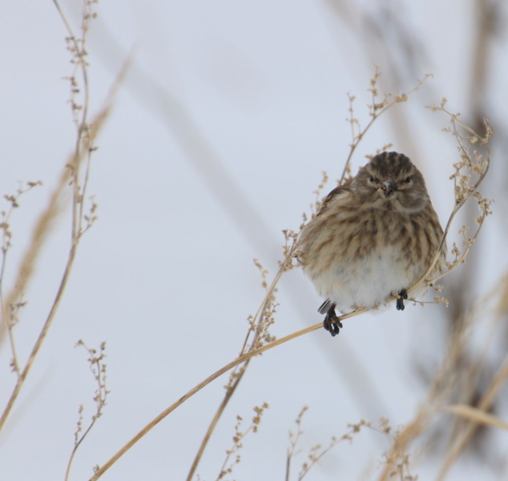 Photograph by Евгения Малафеева