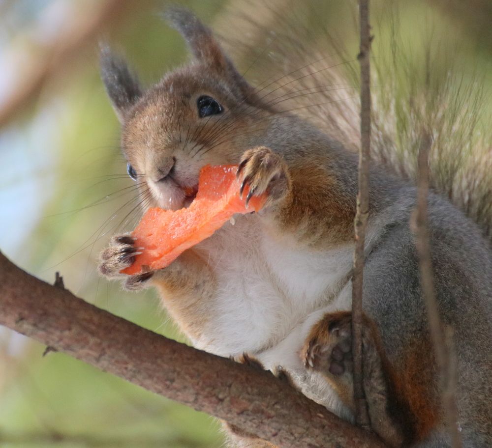 Photograph by Евгения Малафеева