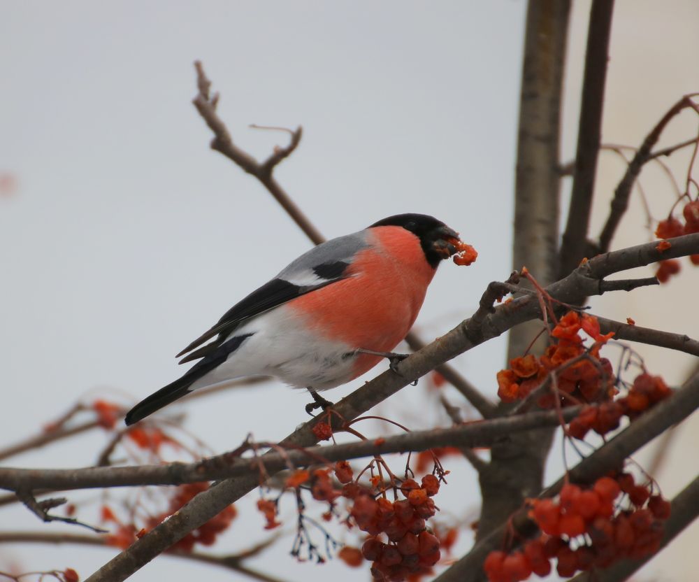 Photograph by Евгения Малафеева