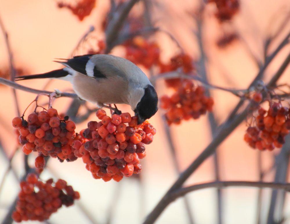 Photograph by Евгения Малафеева