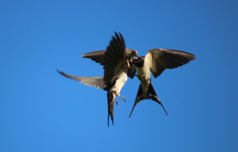 Photograph by Евгения Малафеева