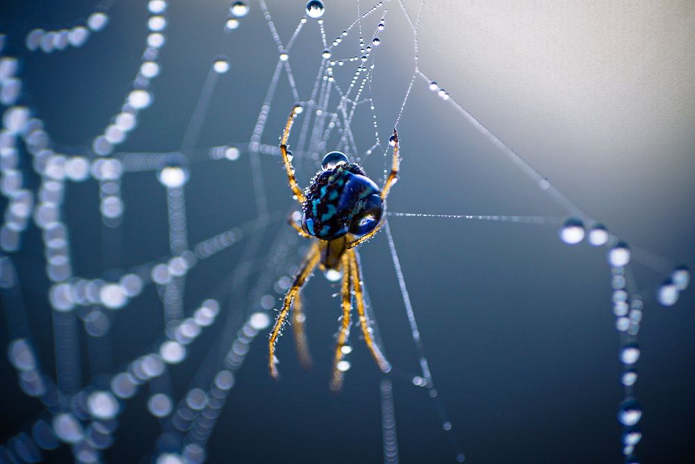 Фотография автора Алиса Чурчудесная