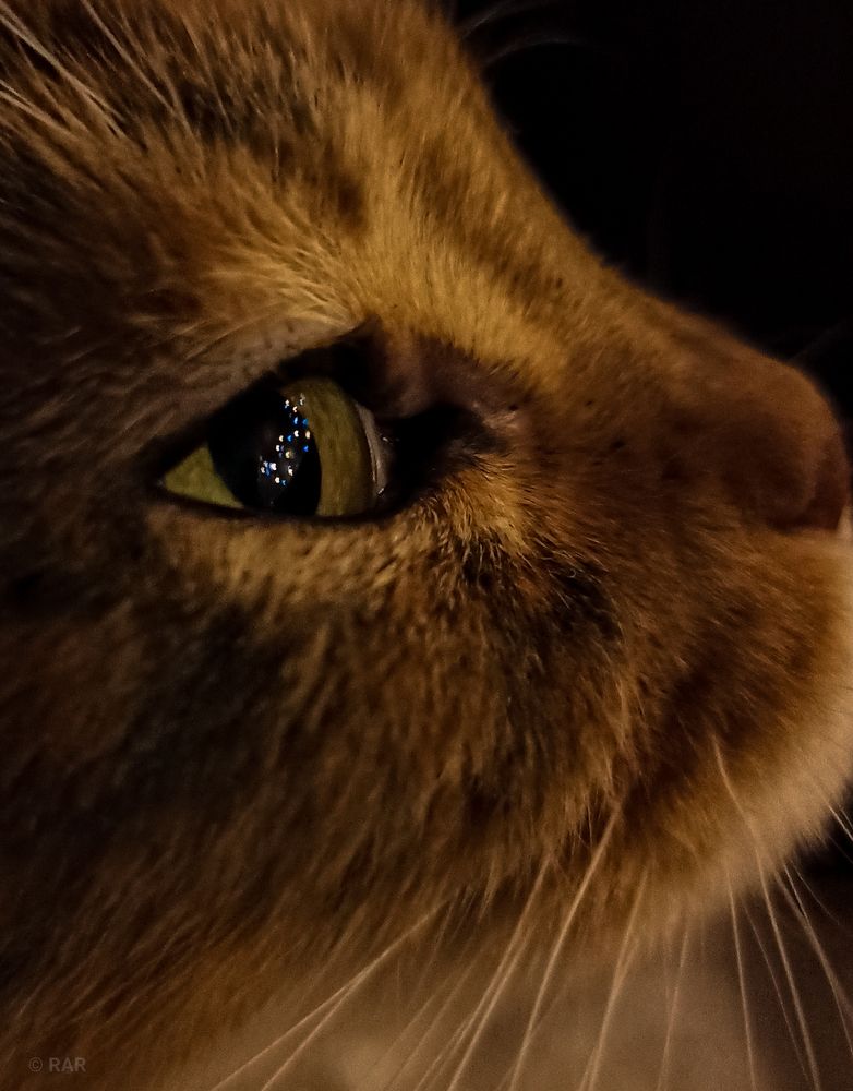 Photograph by Ruslanarar