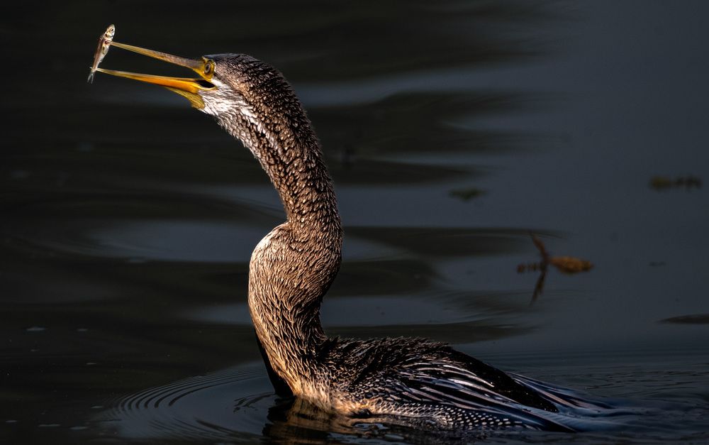 Photograph by Harsha Devalla