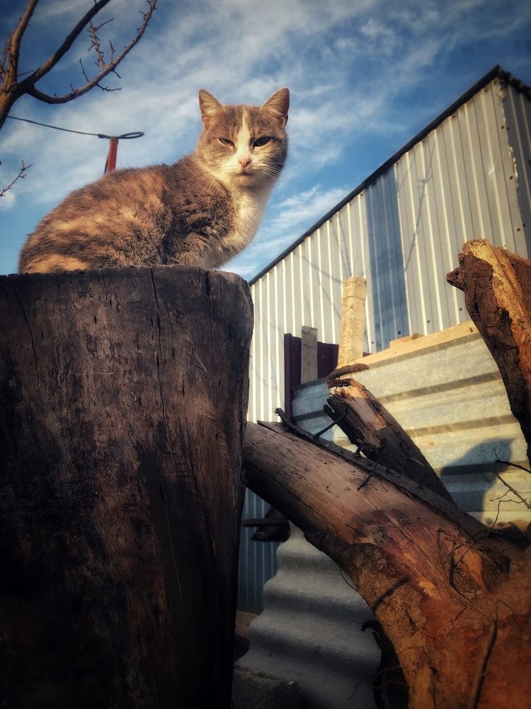 Фотография автора Наталья Кирпичёва