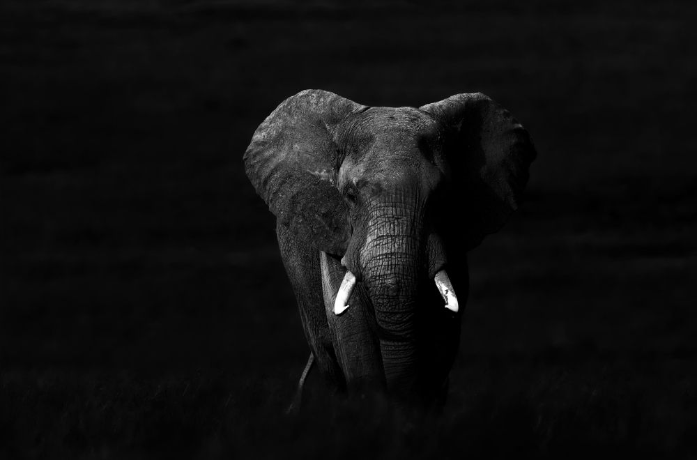 Photograph by Dilip Shah