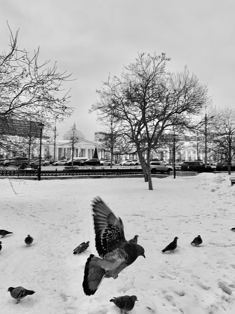 «Голубиное движение»