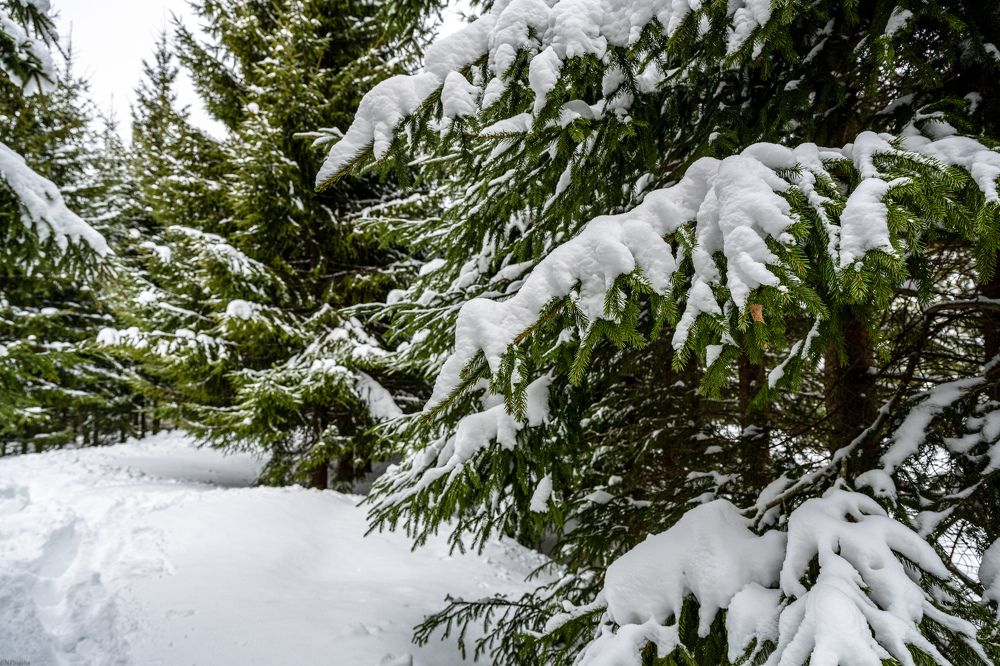 Ёлкино. Ленинградская область