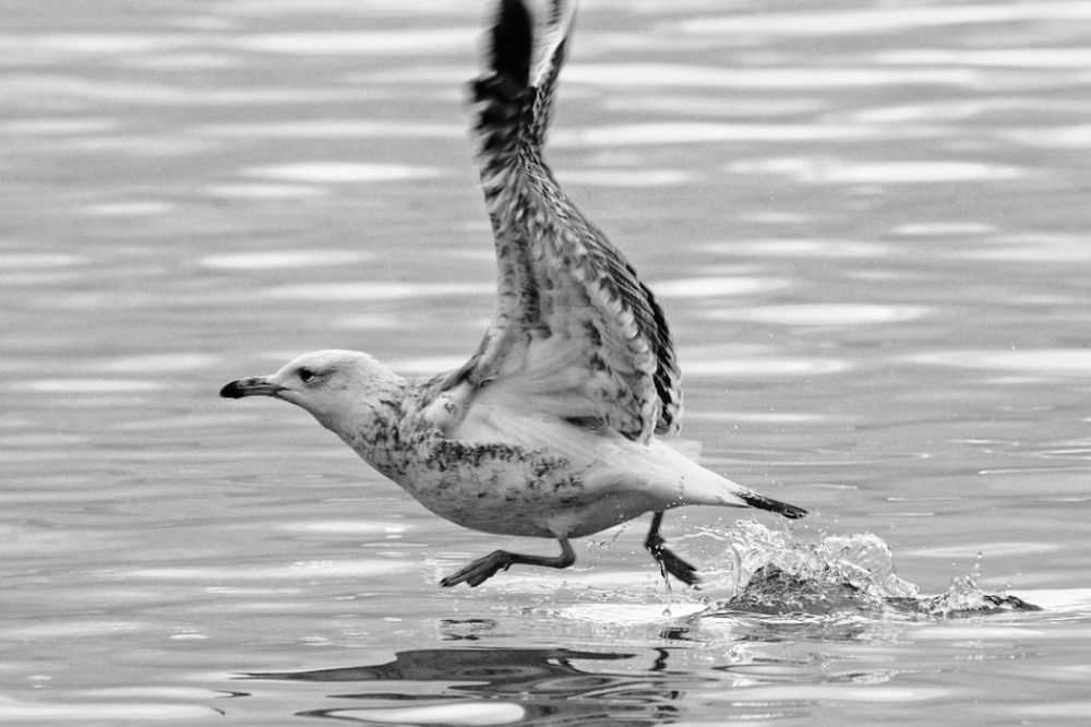 Photograph by Татьяна Бравая