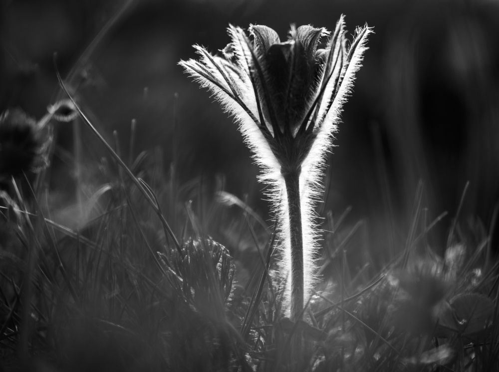 Photograph by Elena Lopatina