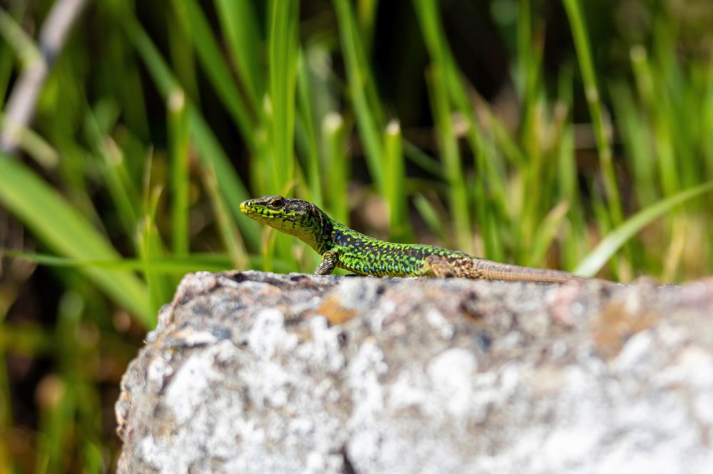 Photograph by Александр Свиблов