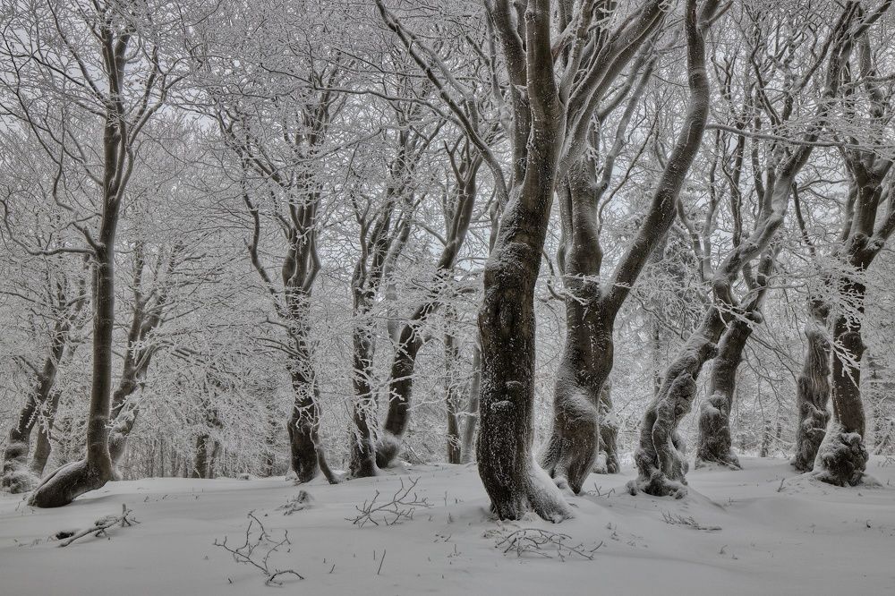 In the land of the Ice Ents