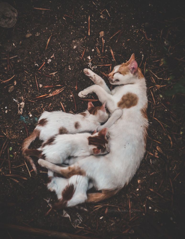 Photograph by moussaab