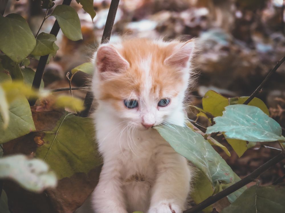 Photograph by moussaab