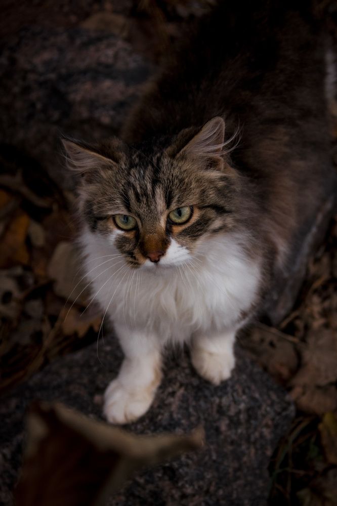 Photograph by Алёна Марьянова
