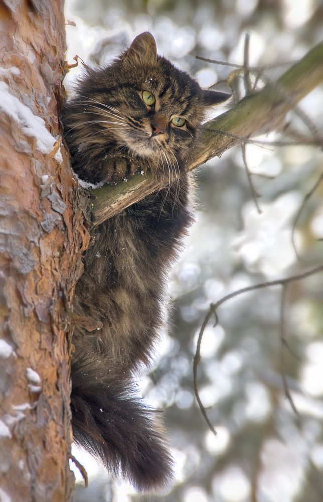 Photograph by Сергей Аникин