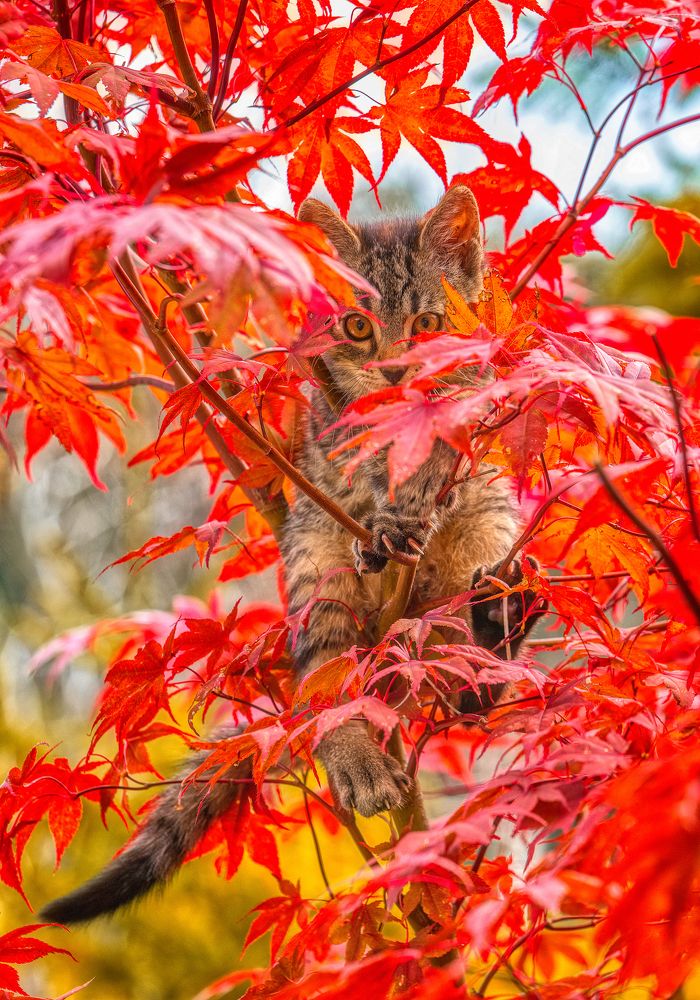 Photograph by Alain Veldin