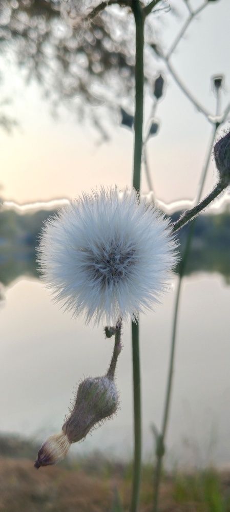 Photo #8697654