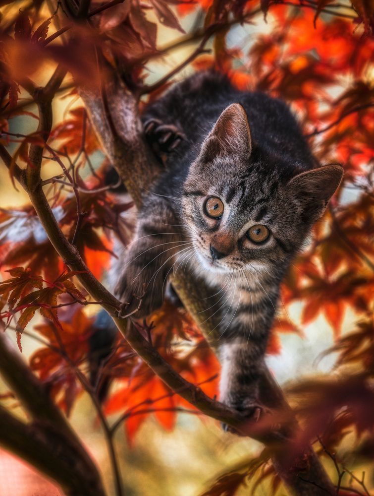 Photograph by Alain Veldin