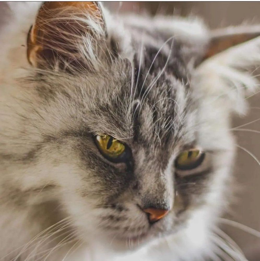 Фотография автора Юлианна Гуртовенко