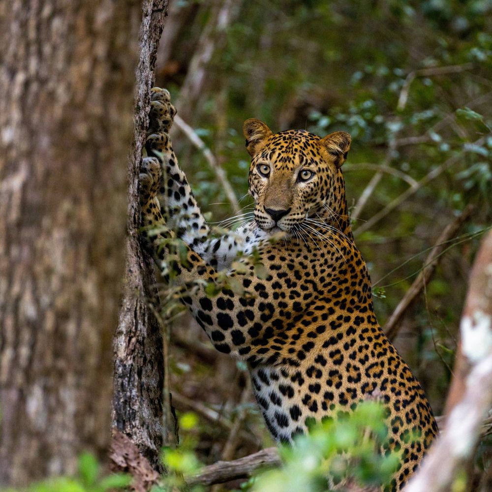 Sri Lankan Leopard