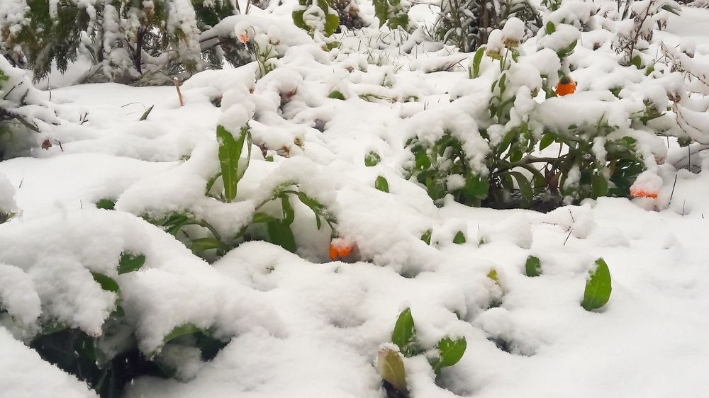 Photograph by Mozhgan Fotouhi