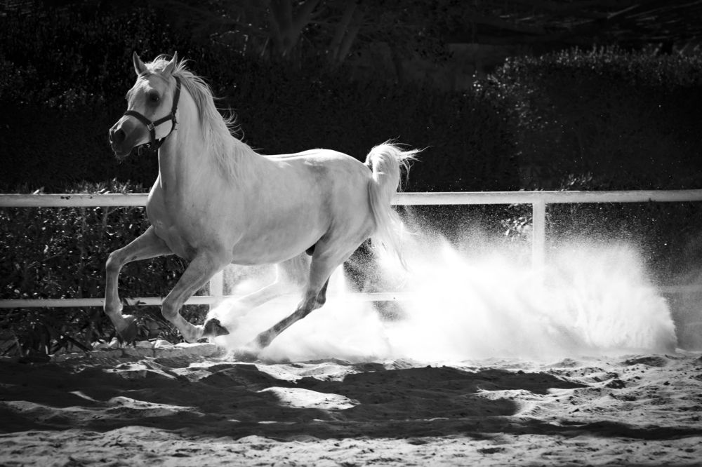 Photograph by Moataz Helmy