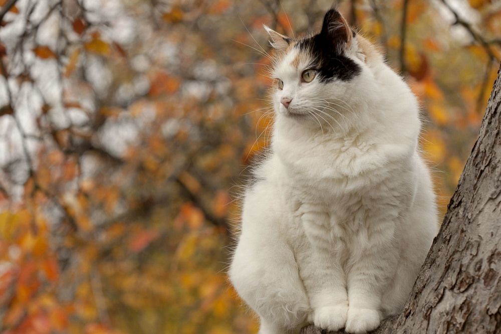 Алиса и осень